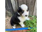 Australian Shepherd Puppy for sale in Free Soil, MI, USA