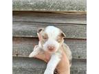 Australian Shepherd Puppy for sale in Free Soil, MI, USA