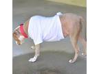 Adopt Lou a Tan/Yellow/Fawn Pit Bull Terrier / Mixed dog in Ottawa