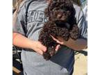 Poodle (Toy) Puppy for sale in Chesnee, SC, USA