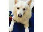 Adopt Zeus a White Samoyed / Alaskan Malamute / Mixed dog in Doral