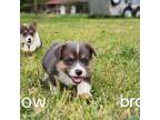 Pembroke Welsh Corgi Puppy for sale in Swansea, SC, USA