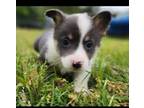 Pembroke Welsh Corgi Puppy for sale in Swansea, SC, USA