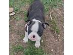 Boston Terrier Puppy for sale in Afton, WY, USA