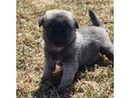 Pug Puppy for sale in Afton, WY, USA