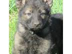 German Shepherd Dog Puppy for sale in Kalamazoo, MI, USA