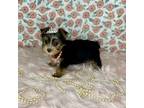 Yorkshire Terrier Puppy for sale in Morris Chapel, TN, USA