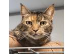 Adopt Tiger Lily a Tortoiseshell Exotic / Mixed cat in Carroll, IA (38879272)
