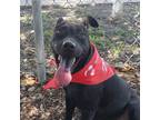 Adopt Tangelo a Black Shepherd (Unknown Type) / Mixed dog in Edinburg