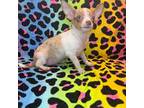 Chihuahua Puppy for sale in Griffin, GA, USA