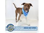 Adopt Sharkey a American Staffordshire Terrier / Mixed dog in Greenville