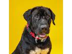 Adopt Rocky a Black Labrador Retriever / Shepherd (Unknown Type) / Mixed dog in