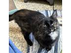 Adopt Dotte a Brown Tabby Domestic Longhair / Mixed cat in Merriam