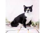 Adopt Hope a White Domestic Shorthair / Mixed cat in Durham, NC (38944965)