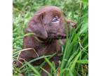 Labrador Retriever Puppy for sale in Newnan, GA, USA