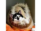 Adopt Simon a Domestic Shorthair / Mixed (short coat) cat in Tiffin