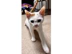 Adopt Garfunkel a Domestic Shorthair / Mixed (short coat) cat in Tiffin