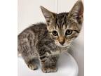 Adopt Lars a Domestic Shorthair / Mixed (short coat) cat in Tiffin