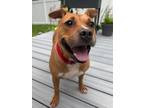 Adopt Vienna a Tan/Yellow/Fawn Pit Bull Terrier / Mixed Breed (Medium) dog in
