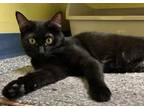Adopt Bonnie a Domestic Shorthair / Mixed (short coat) cat in Maumelle