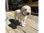 Labrador Retriever Puppy for sale in South Lake Tahoe, CA, USA