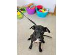 Adopt Lilo a Labrador Retriever / Mixed dog in Sylvania, GA (38843174)