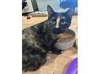 Adopt Ella (Susan) a Black (Mostly) Domestic Shorthair (short coat) cat in