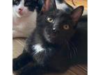 Adopt Lotto 2023 a All Black Domestic Shorthair / Mixed cat in Bensalem