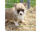 Pembroke Welsh Corgi Puppy for sale in Navarino, WI, USA