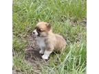 Pembroke Welsh Corgi Puppy for sale in Navarino, WI, USA