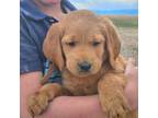 Labradoodle Puppy for sale in Great Falls, MT, USA