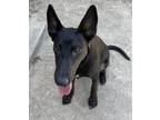 Adopt HOPE a Black - with White Labrador Retriever / German Shepherd Dog / Mixed