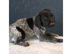 German Shorthaired Pointer Puppy for sale in Alta Vista, IA, USA