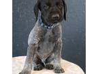 German Shorthaired Pointer Puppy for sale in Alta Vista, IA, USA