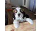 Saint Bernard Puppy for sale in Odessa, TX, USA