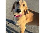 Redbone Coonhound Puppy for sale in Avon Park, FL, USA