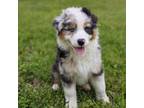 Australian Shepherd Puppy for sale in Columbus, GA, USA