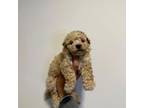 Maltipoo Puppy for sale in Los Angeles, CA, USA