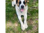 Saint Bernard Puppy for sale in Pottstown, PA, USA