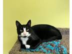 Adopt Joe a Domestic Shorthair / Mixed (short coat) cat in Maumelle