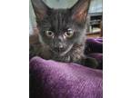 Adopt Milwaukee a All Black Domestic Longhair / Domestic Shorthair / Mixed cat
