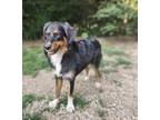 Adopt 0339 Sunny a Black - with White Australian Shepherd / Mixed dog in