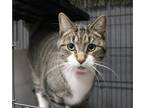 Adopt Baymax a Domestic Shorthair / Mixed (short coat) cat in Warren