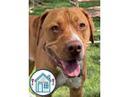 Adopt Dani Rojas a Red/Golden/Orange/Chestnut Mixed Breed (Large) / Mixed dog in
