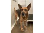 Adopt TERRY a Brown/Chocolate - with Black German Shepherd Dog / Mixed dog in