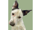 Adopt NOBLE* a White - with Black Australian Cattle Dog / Mixed dog in Tucson