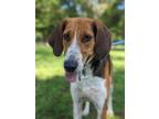 Adopt Dre a Beagle dog in Berkeley Heights, NJ (38967220)