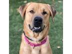 Adopt Tormund a Tan/Yellow/Fawn Chow Chow / Mixed Breed (Large) / Mixed dog in