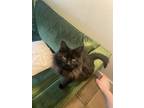 Adopt Marley a All Black Domestic Longhair / Mixed (medium coat) cat in Forest