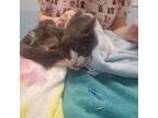 Adopt Pietro 2/2 a Domestic Shorthair / Mixed (short coat) cat in Detroit